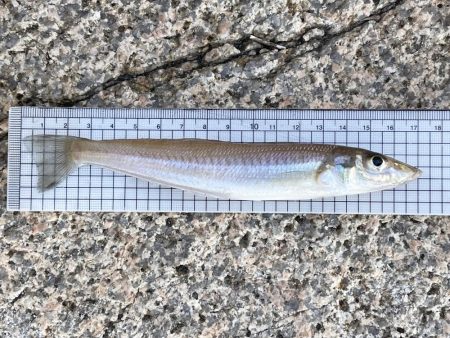 キスはまだ釣れるのかな。